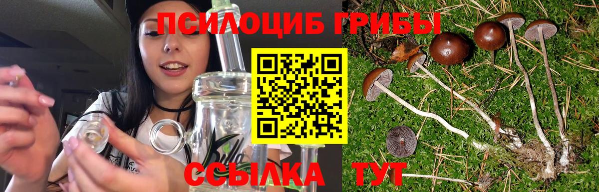 Псилоцибиновые грибы Psilocybe Курчалой